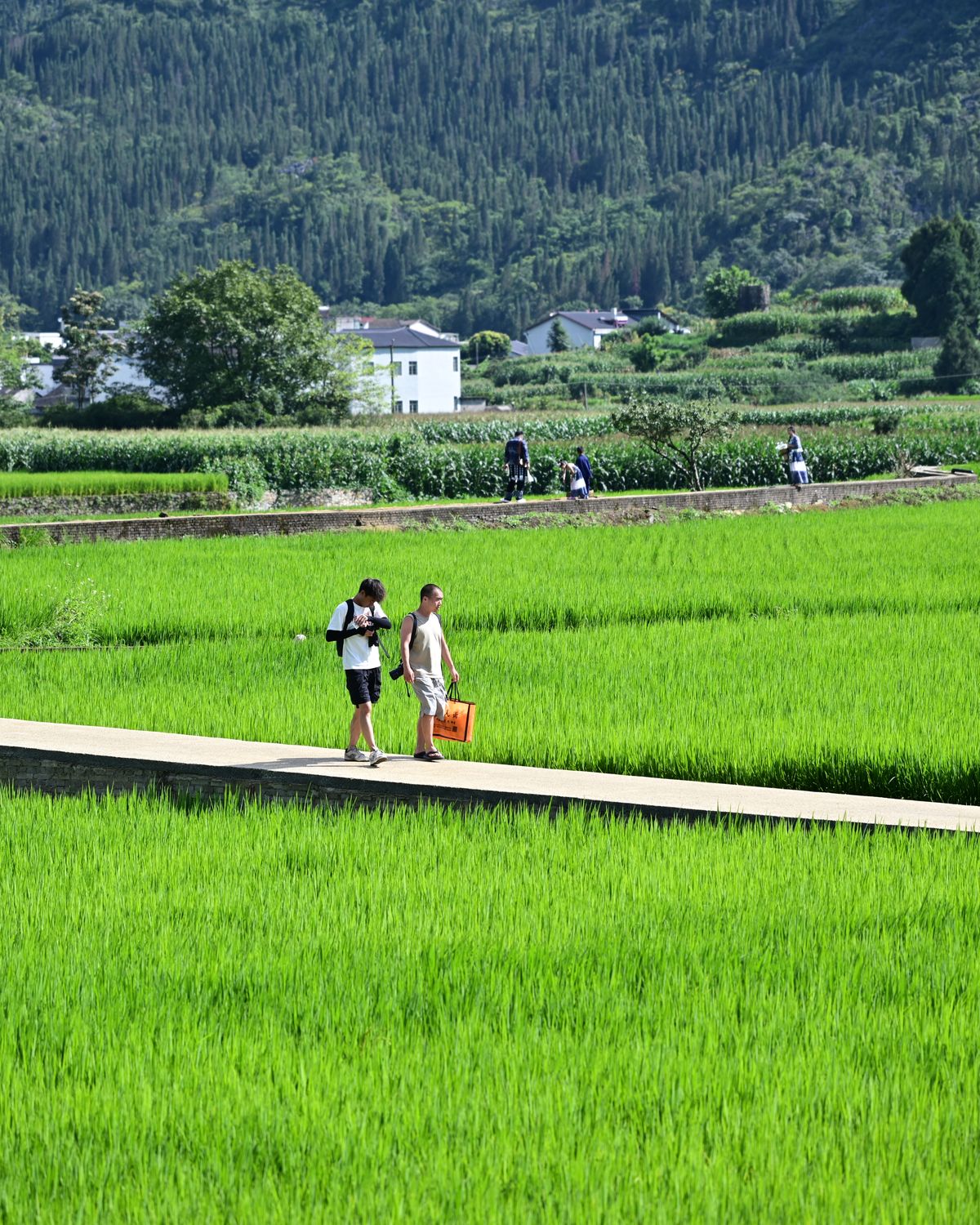 梯田栈道
